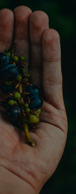 Wij telen druiven vanuit de oprechte passie voor een mooie wijn