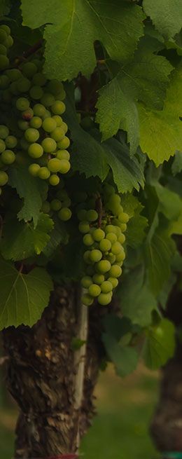 Wij delen graag onze kennis over terroir, wijnbouw en wijnproductie